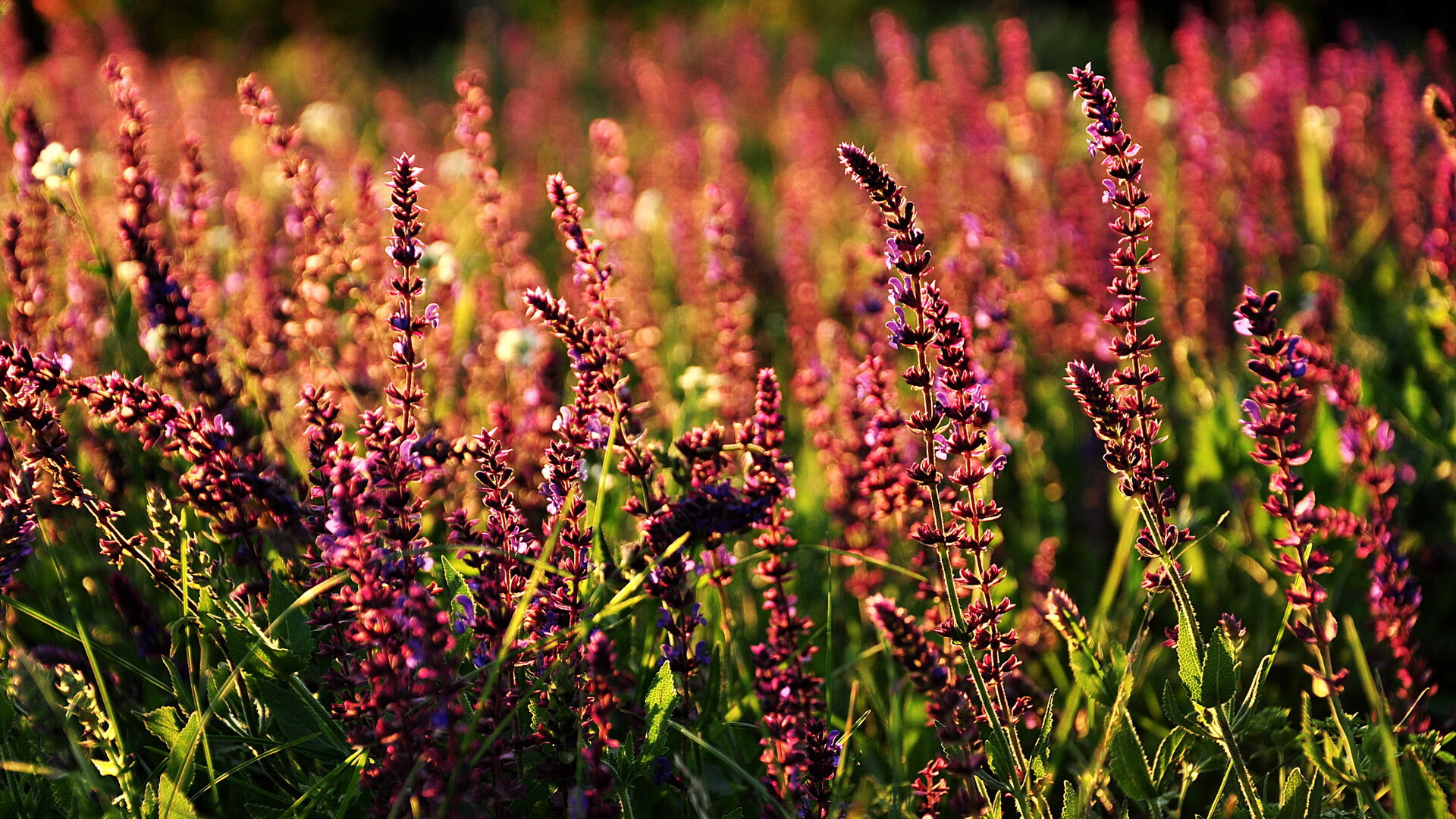 “中超俱乐部引进外援潮:实力与挑战并存”,中超联赛外援大名单