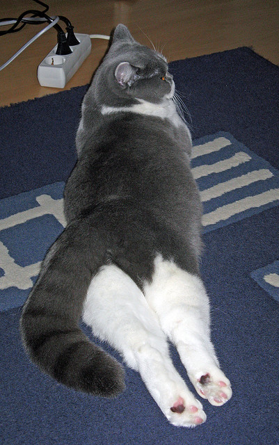 “极地奇景”——从雪山到海底的全球赛场亮点,极地海底世界冰雪乐园