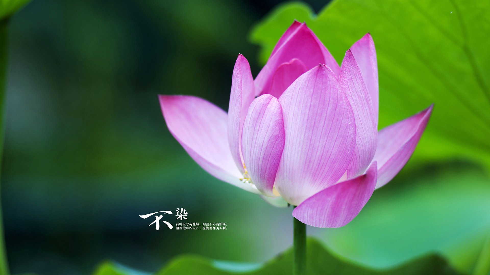 张常宁复出首战,女排粉丝泪目全场欢呼,张常宁女排的个人资料简介