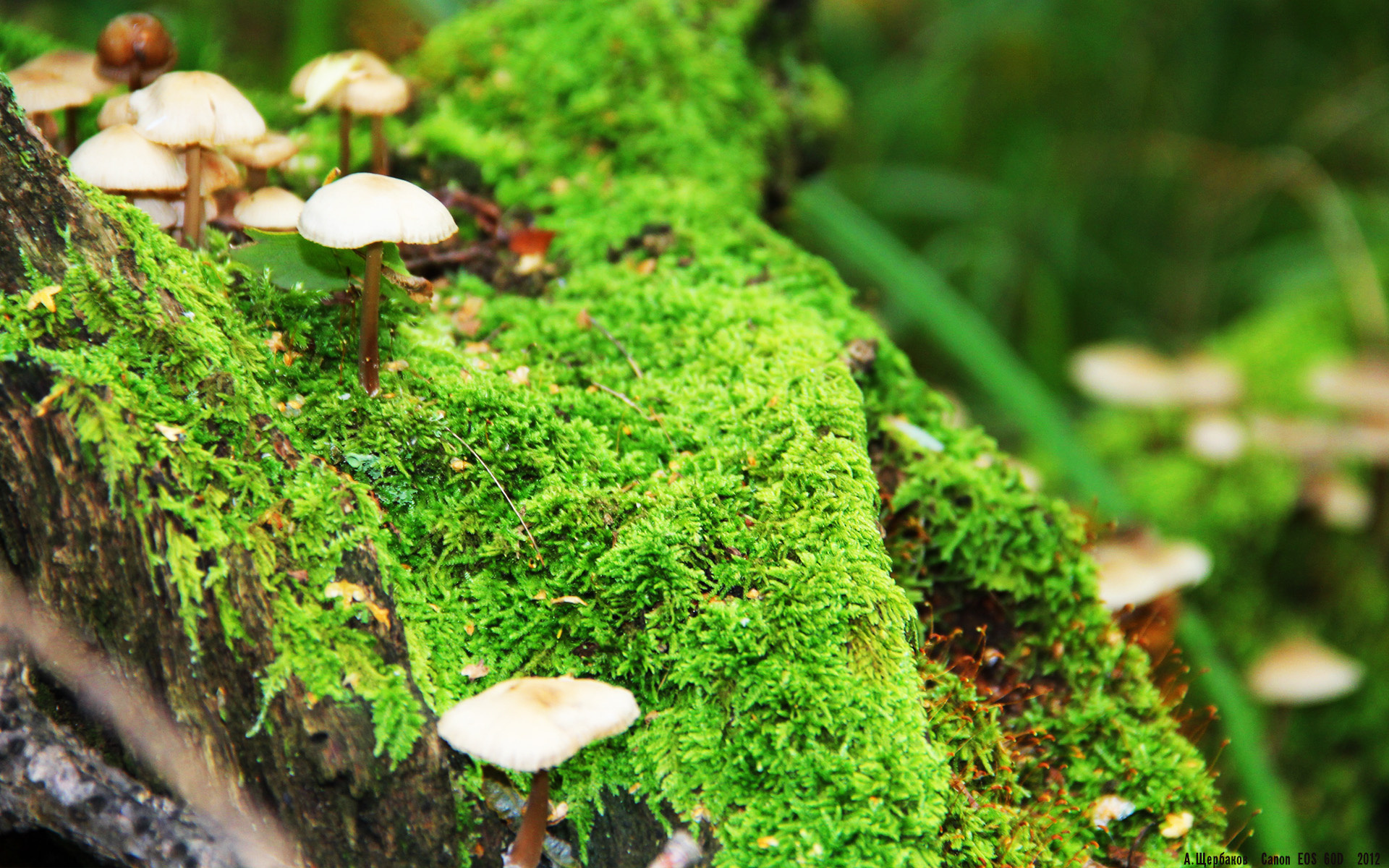 环球海钓大赛,海浪中的钓鱼梦想 journey,海钓世界记录