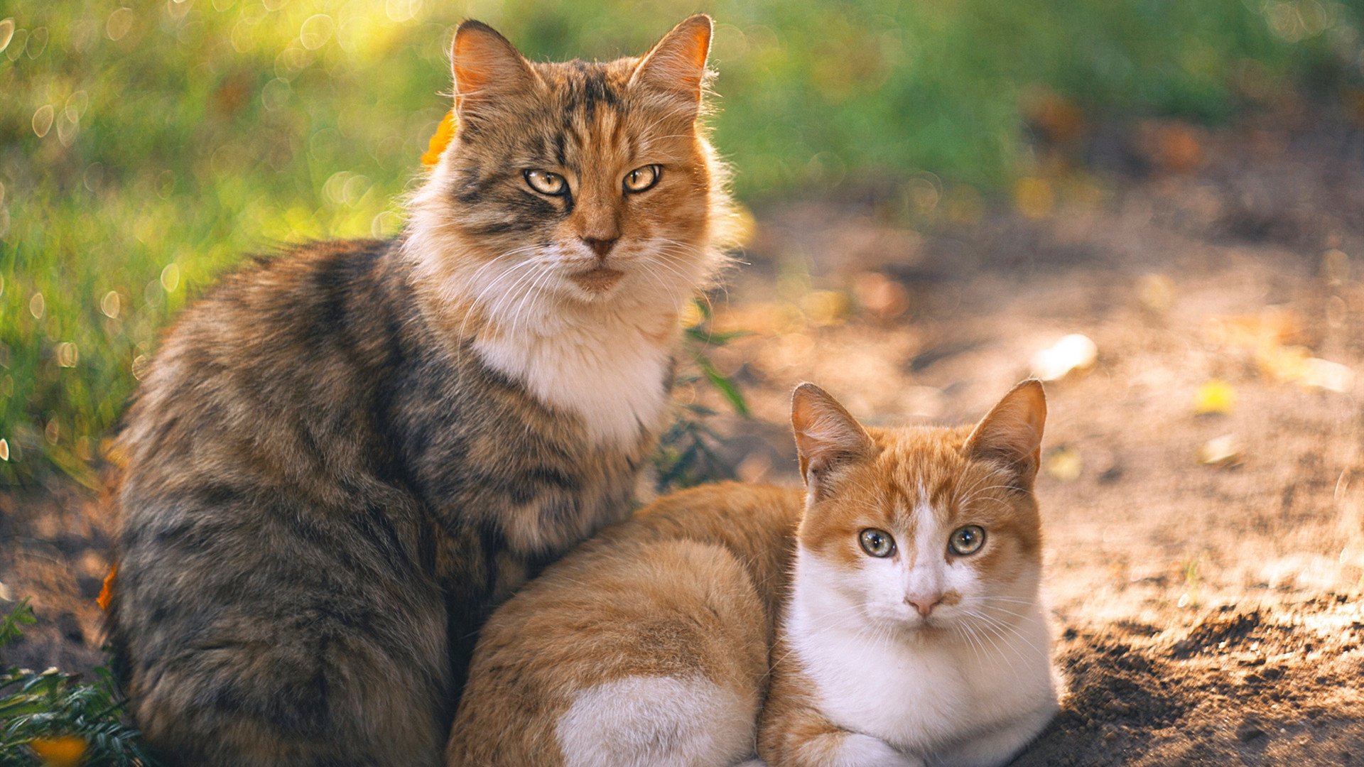 普劳德再次刷新个人蝶泳纪录，普劳德游泳