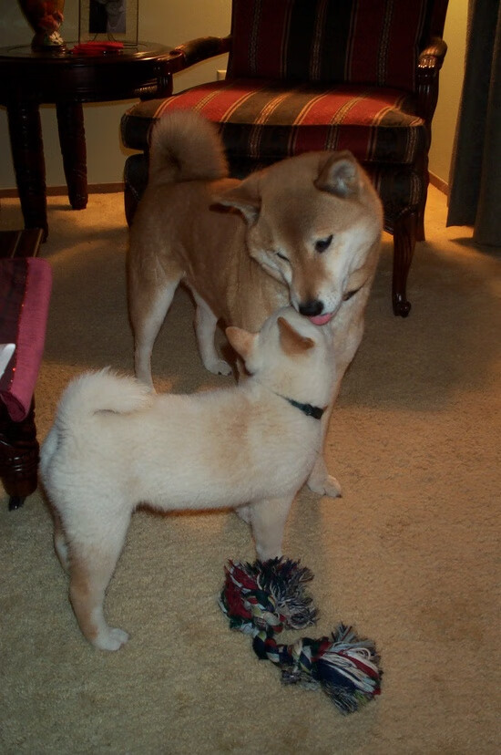 水球小组赛吉尔吉斯斯坦表现顽强,吉尔吉斯斯坦国家队