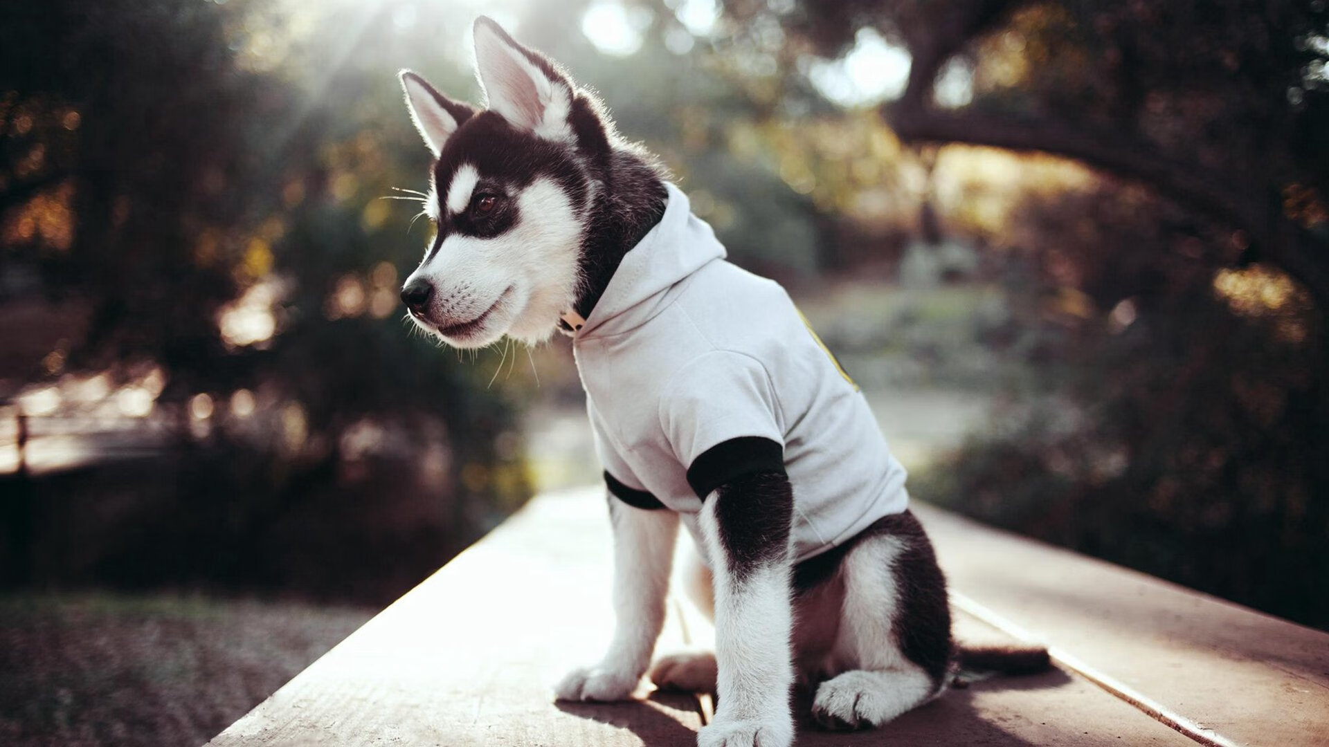 范奥特尔戴克50米蝶泳技压欧洲选手,范戴克凯尔特人