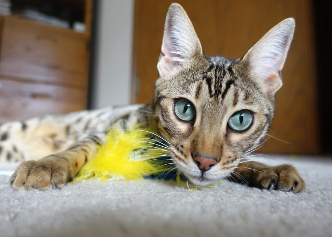 九游游戏中心官网-西甲球场上的巅峰竞技：瞬间引爆全场沸腾，西甲球赛